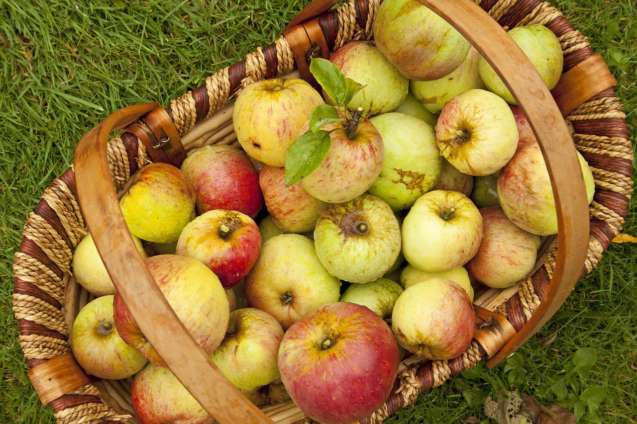В подарок получить яблоки. Корзинка с яблоками. Урожай яблок. Осенние яблоки. Корзина с яблоками в саду.