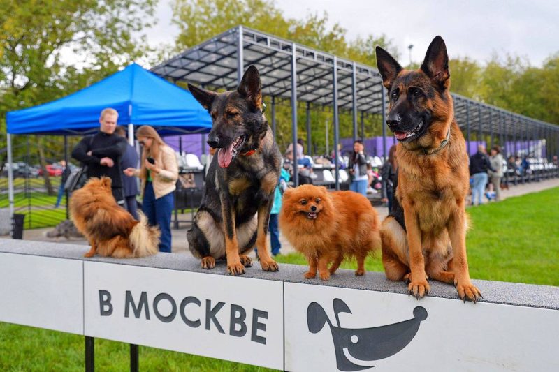 В столице создадут талисман проекта «Питомцы в Москве». Фото: пресс-служба автономной некоммерческой организации «Комплексное развитие района «Мой район»»
