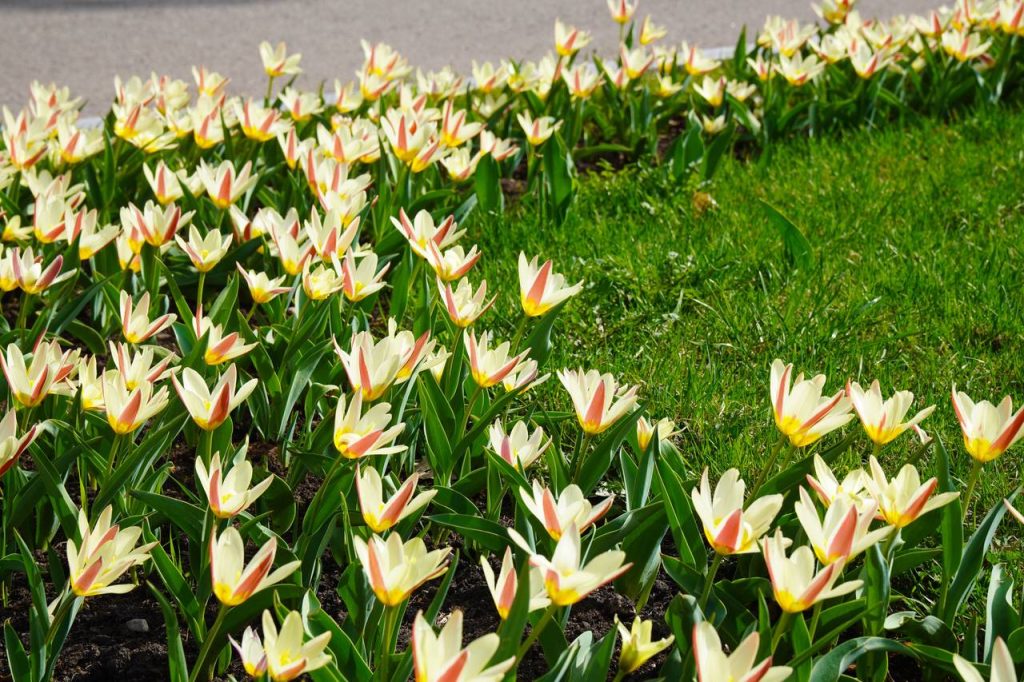 «Удивительные цветы»: в библиотеке №150 поговорят о растениях в литературе. Фото: Ксения Догонашева, «Вечерняя Москва»