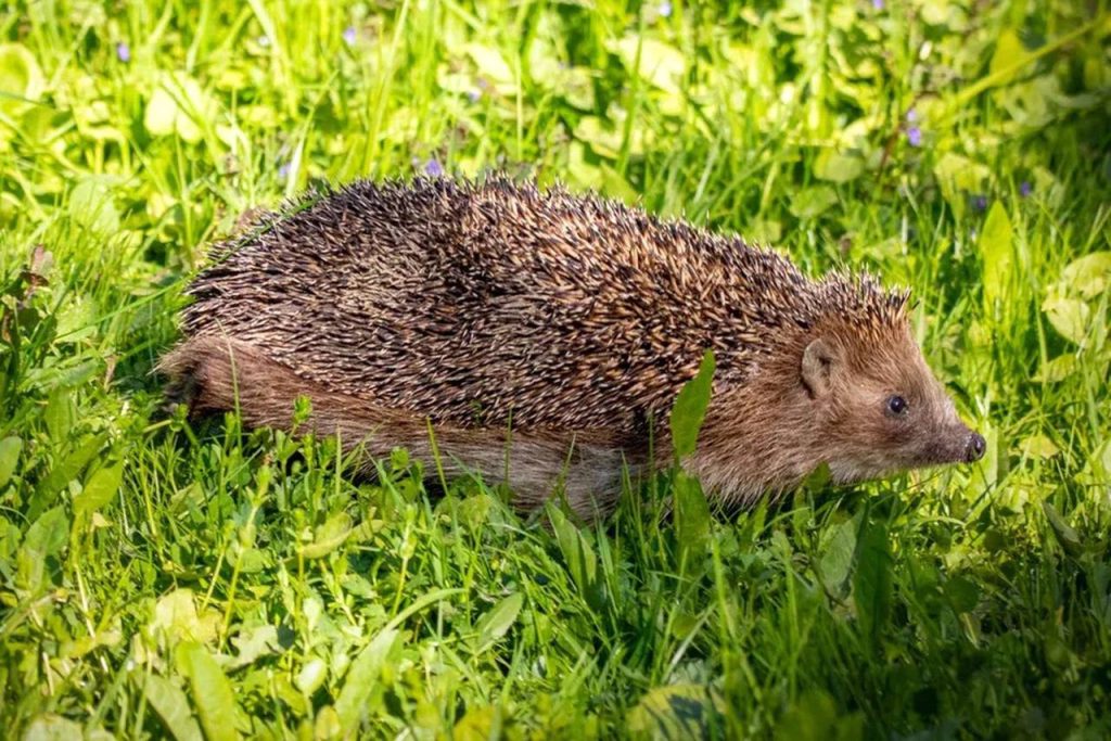 Помимо МЗ «Царицыно» и территории парка «Битцевский лес», ежей можно встретить в природно-исторических парках «Покровское-Стрешнево», «Кузьминки-Люблино», в природных заказниках «Зеленоградский», «Медведковский», «Лианозовский», «Теплый Стан», «Тропаревский», «Алтуфьевский» и в парке «Северное Бутово». Фото: Пресс-служба Департамента природопользования и охраны окружающей среды города Москвы