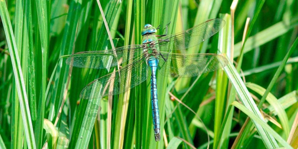 Одними из самых распространенных видов стрекоз в Москве являются плосконожка обыкновенная и бабка бронзовая. Фото: пресс-служба Департамента природопользования и охраны окружающей среды города Москвы