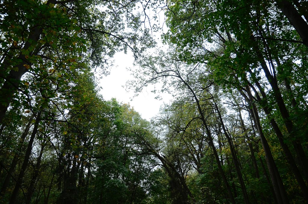 Арт-пикник пройдет в парке «Борисовские пруды». Фото: Анна Быкова, «Вечерняя Москва»