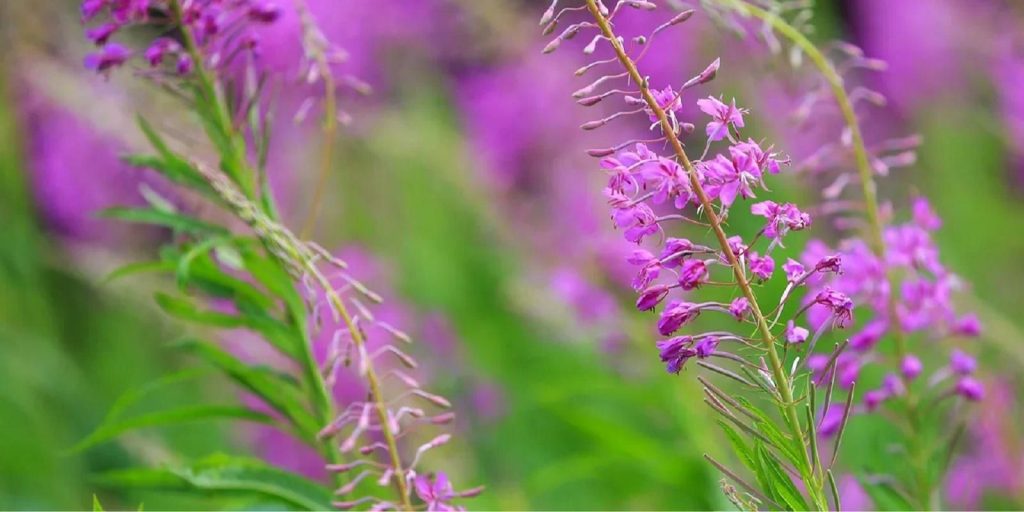 Иван-чай цветет на территории Братеева. Фото: Пресс-служба Департамента природопользования и охраны окружающей среды города Москвы