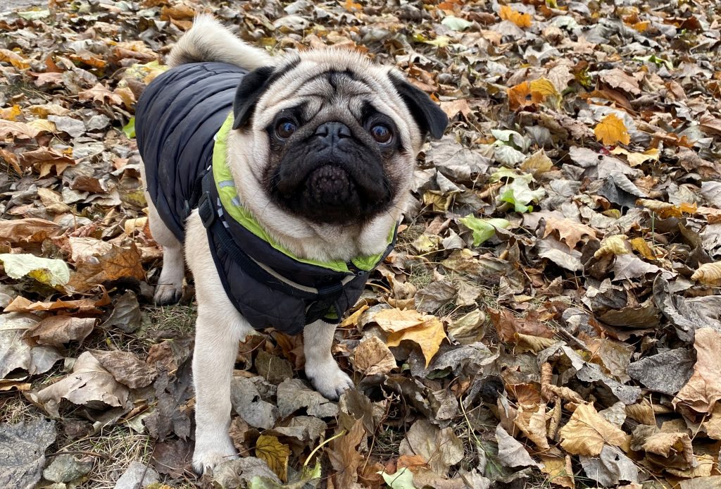 Благотворительная акция помощи пройдет в Братееве. Фото: Анна Быкова, «Вечерняя Москва»