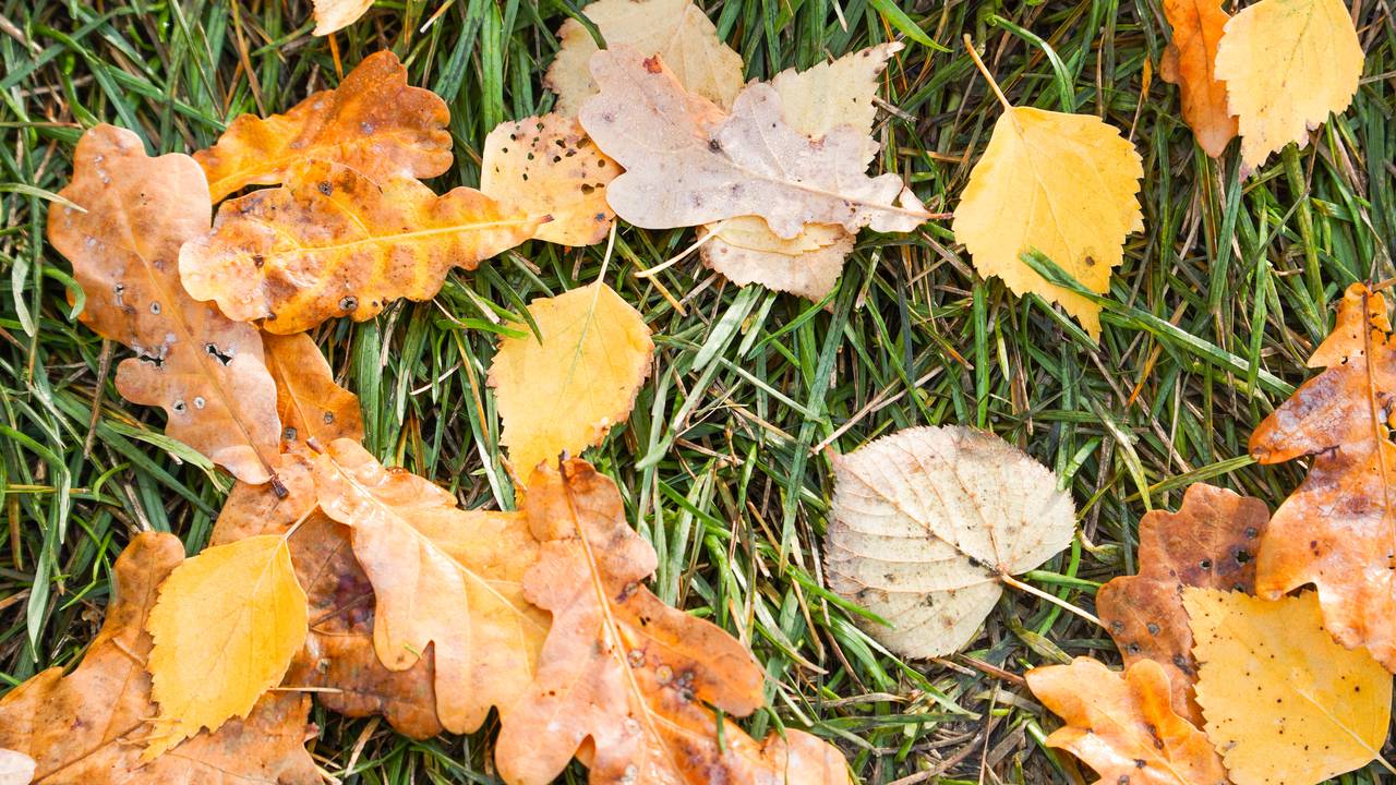 Ольга Белоусова поздравила всех жителей с Днем народного единства. Фото: Ксения Догонашева, «Вечерняя Москва»