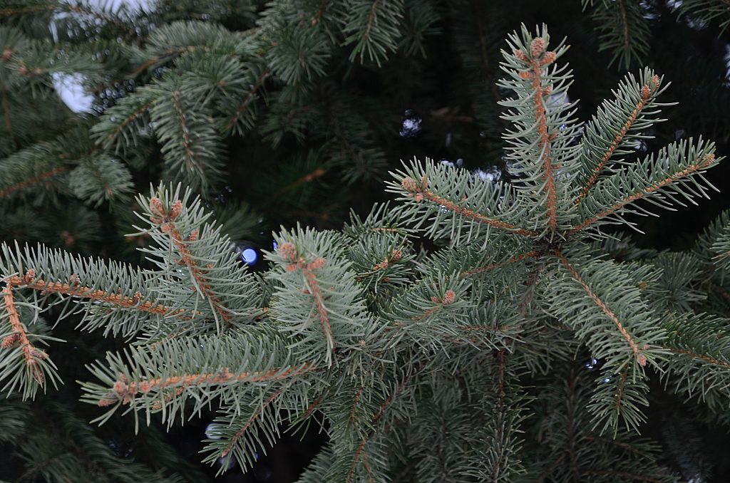 Сдать елки можно в Братеево в рамках акции «Елочный круговорот». Фото: Анна Быкова, «Вечерняя Москва»