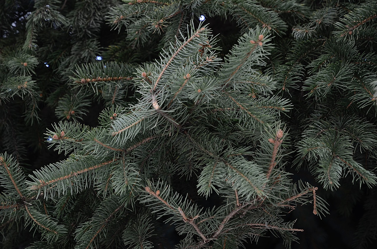 Экологическая акция продолжится в районе Братеево. Фото: Анна Быкова, «Вечерняя Москва»